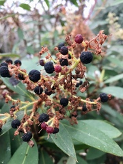 Comarostaphylis arbutoides