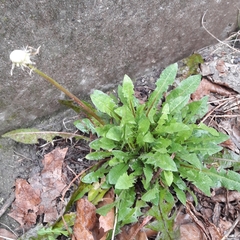 Taraxacum officinale