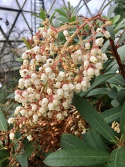 Comarostaphylis arbutoides