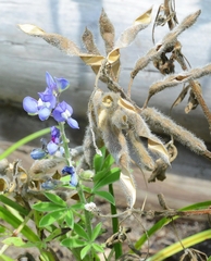 Lupinus subcarnosus