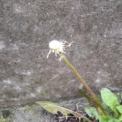 Taraxacum officinale