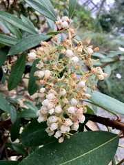 Comarostaphylis arbutoides