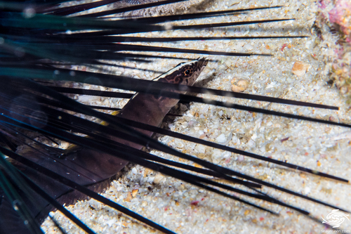 Spotted snake blenny (Haliophis guttatus) — Pseudochromidae — 5