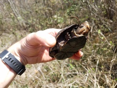 Kinosternon subrubrum subrubrum