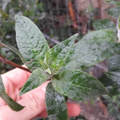Buddleja davidii