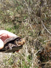 Kinosternon subrubrum subrubrum