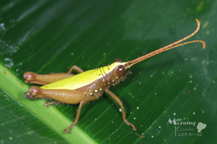 Trybliophorus amazonicus