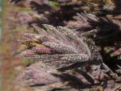 Chloropyron maritimum maritimum