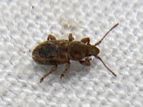 Proterhinus samoae