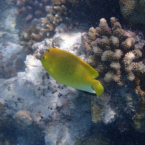 Photo of Threespot Angelfish (Apolemichthys trimaculatus)