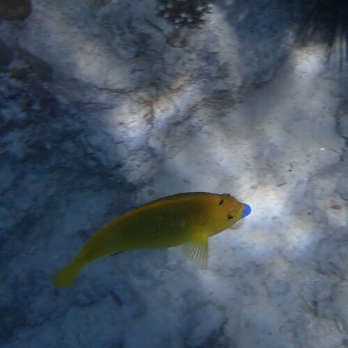 Photo of Threespot Angelfish (Apolemichthys trimaculatus)
