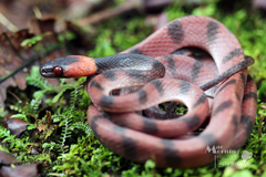 Siphlophis compressus