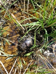 Kinosternon subrubrum subrubrum