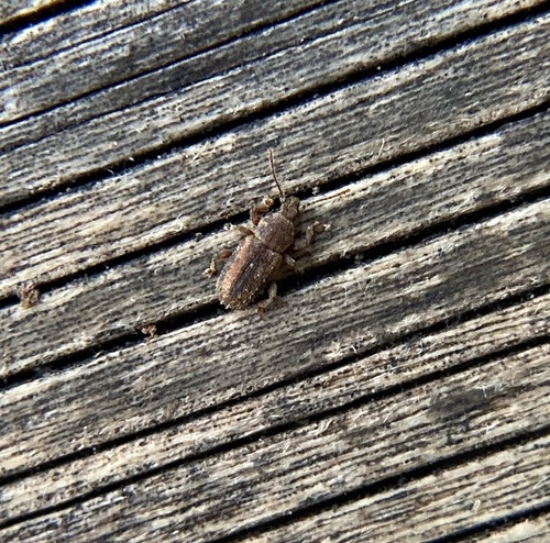 Proterhinus observed 2023-09-21
