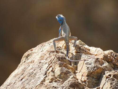 Hajar Rock Agama, Pseudotrapelus jensvindumi