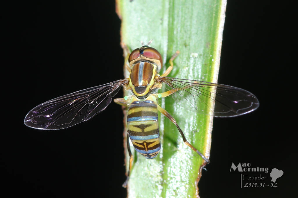 Toxomerus aquilinus