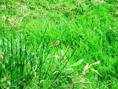 Geothlypis poliocephala