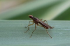 Norellia spinipes
