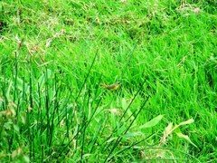 Geothlypis poliocephala