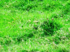 Geothlypis poliocephala