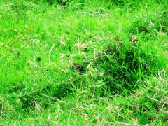 Geothlypis poliocephala