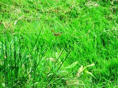Geothlypis poliocephala