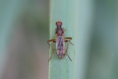 Norellia spinipes