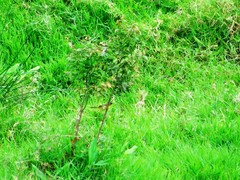 Geothlypis poliocephala