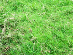 Geothlypis poliocephala