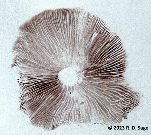 Hypholoma frowardii, foto de la comunidad