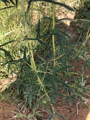 Sesamum triphyllum triphyllum