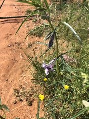 Sesamum triphyllum triphyllum