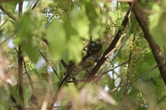 Campephaga phoenicea