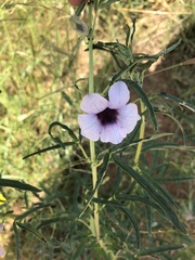 Sesamum triphyllum triphyllum