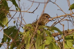 Campephaga phoenicea
