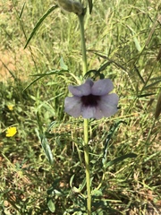 Sesamum triphyllum triphyllum