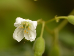 Klaprothia mentzelioides