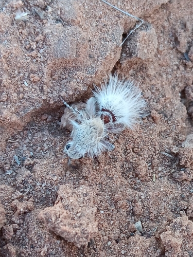 Thistledown Velvet Ant photo 3