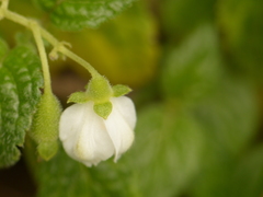 Klaprothia mentzelioides