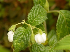 Klaprothia mentzelioides