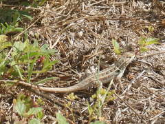 Sceloporus cozumelae