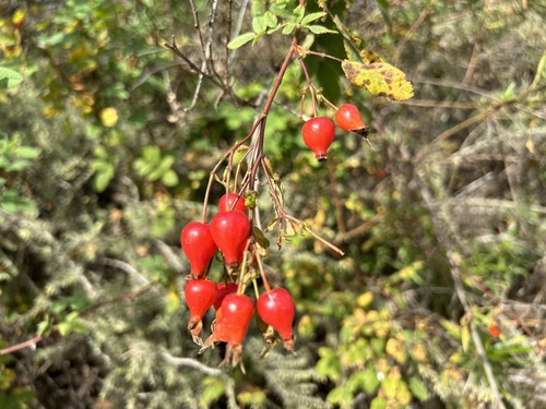 iNaturalist observation photo of roses