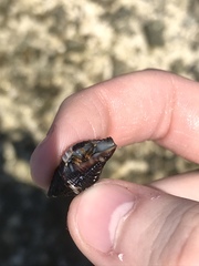 Clibanarius tricolor