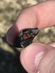 Clibanarius tricolor