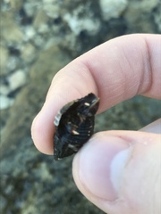 Clibanarius tricolor