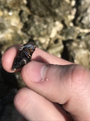 Clibanarius tricolor