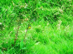 Geothlypis poliocephala