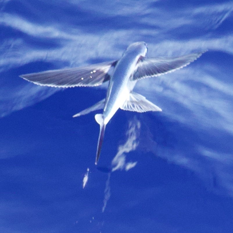 Bandwing flyingfish (Cheilopogon exsiliens) — Exocoetidae