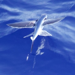 Bandwing Flyingfish photo 1