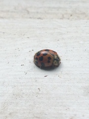 Harmonia axyridis